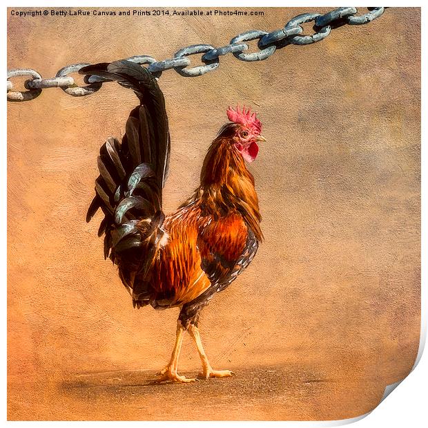 Cock of the Walk Print by Betty LaRue
