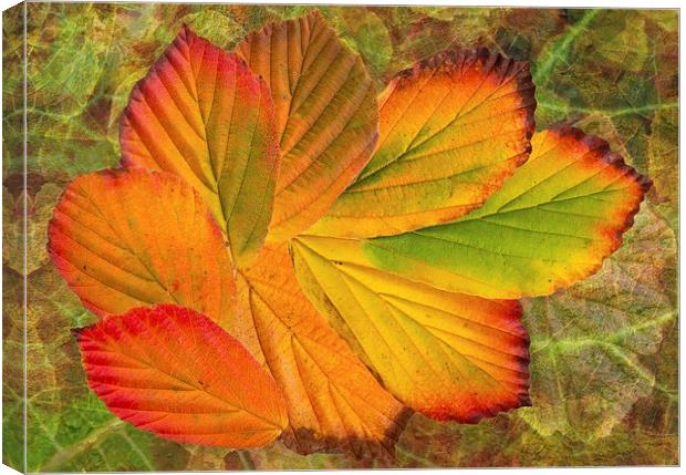 Hamamelis Leaves Canvas Print by Pete Hemington