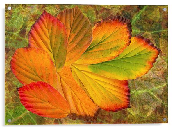 Hamamelis Leaves Acrylic by Pete Hemington