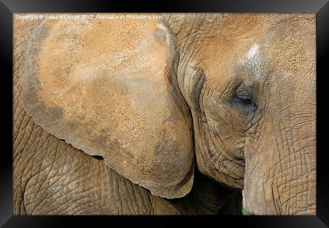 African elephant Framed Print by Howard Corlett