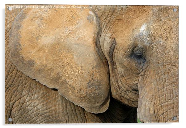 African elephant Acrylic by Howard Corlett