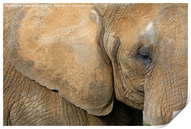 African elephant Print by Howard Corlett