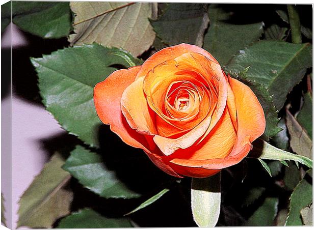 The beauty of the Rose Canvas Print by Bill Lighterness