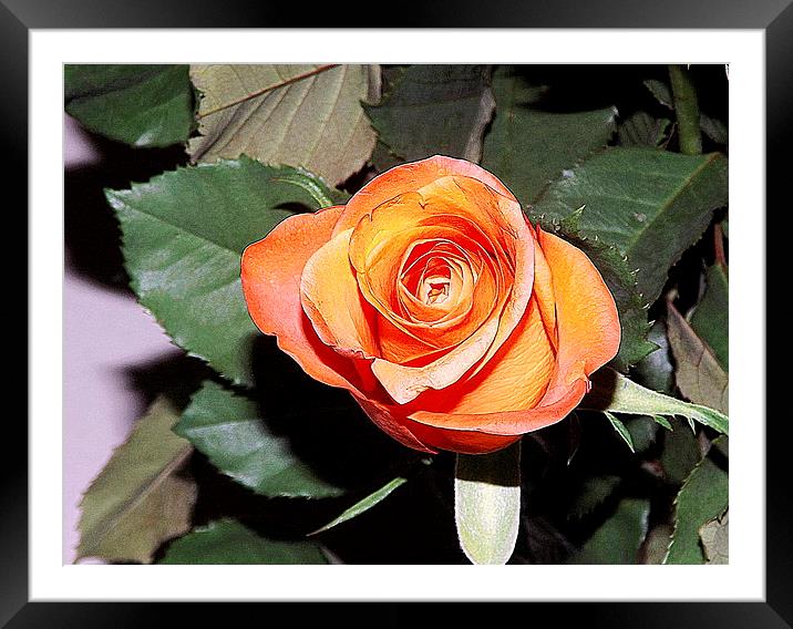 The beauty of the Rose Framed Mounted Print by Bill Lighterness