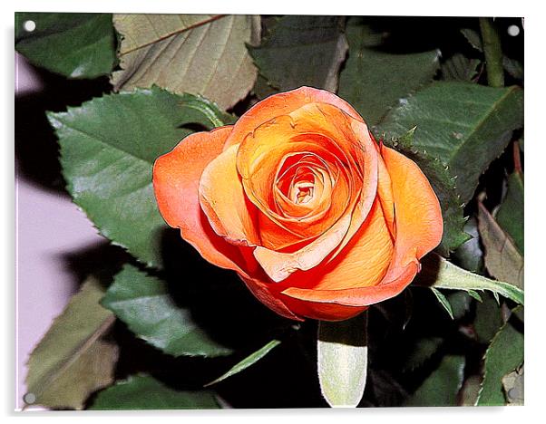 The beauty of the Rose Acrylic by Bill Lighterness