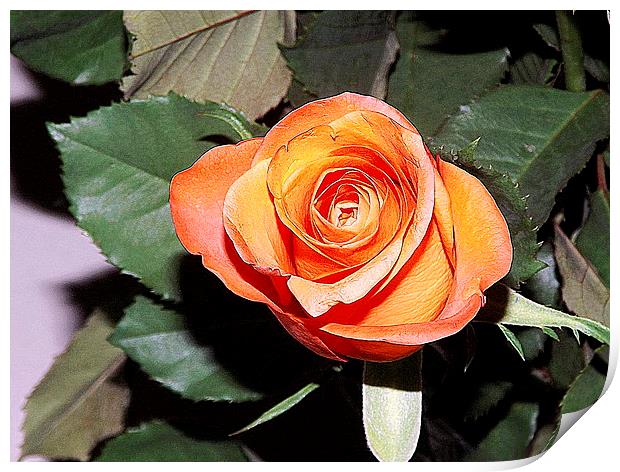 The beauty of the Rose Print by Bill Lighterness