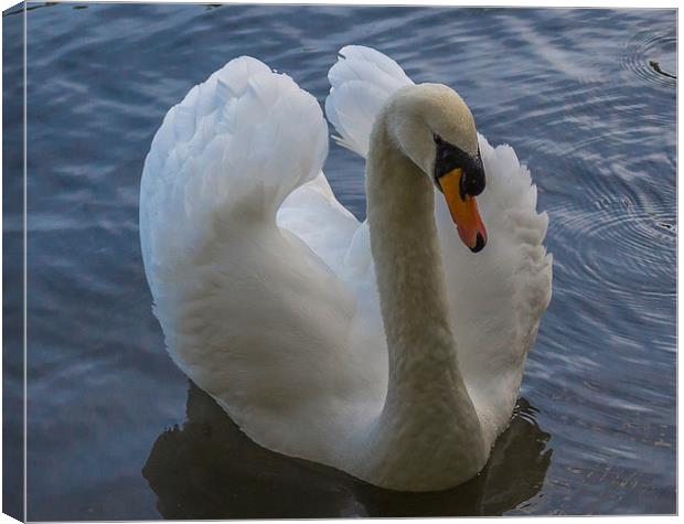 Swan at Dinton Pastures in Winnersh Canvas Print by colin chalkley
