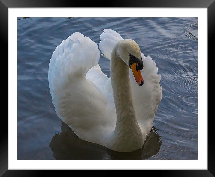 Swan at Dinton Pastures in Winnersh Framed Mounted Print by colin chalkley