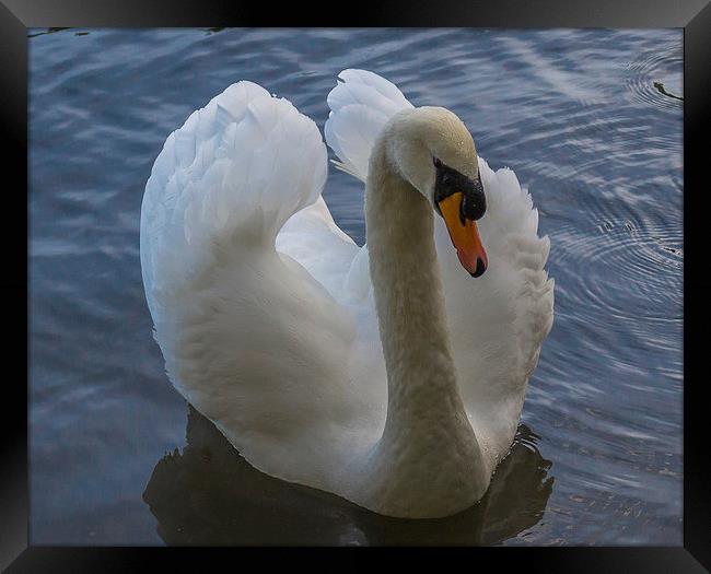 Swan at Dinton Pastures in Winnersh Framed Print by colin chalkley