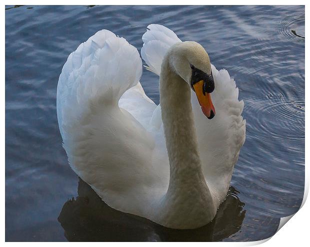 Swan at Dinton Pastures in Winnersh Print by colin chalkley