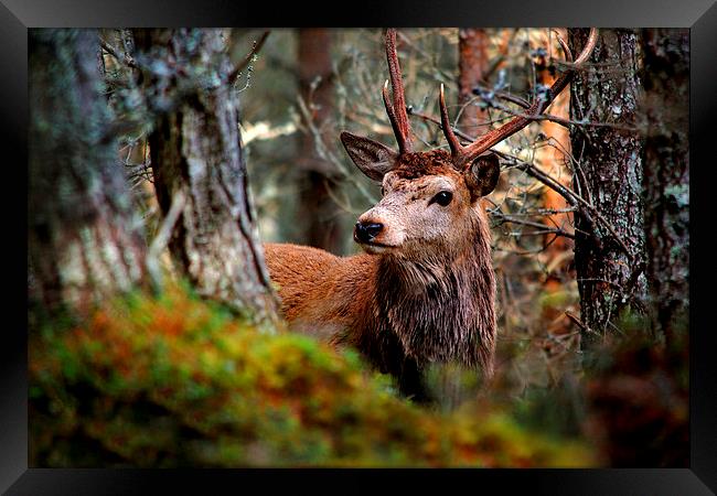 Stag in the woods Framed Print by Macrae Images
