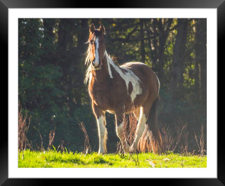 Horse In Field Framed Mounted Print by Clive Eariss