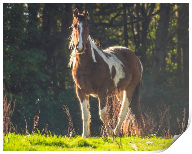 Horse In Field Print by Clive Eariss