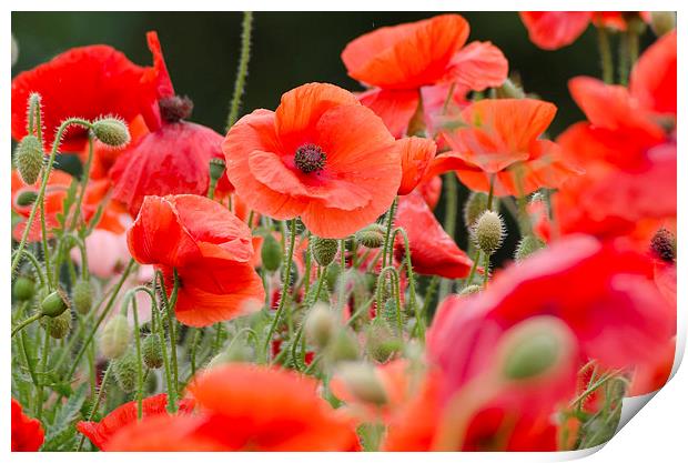Red poppies Print by Colin Chipp