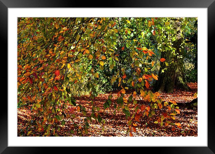 AUTUMN GLADE WATERCOLOUR Framed Mounted Print by David Atkinson