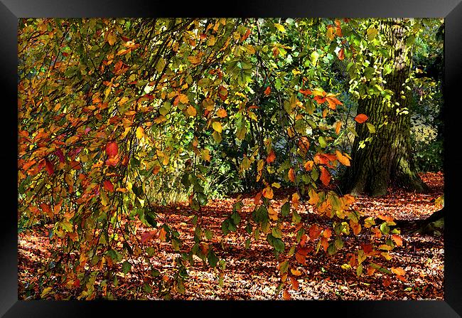 AUTUMN GLADE WATERCOLOUR Framed Print by David Atkinson