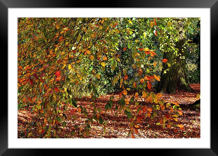 WOODLAND GLADE POSTER EDGE Framed Mounted Print by David Atkinson