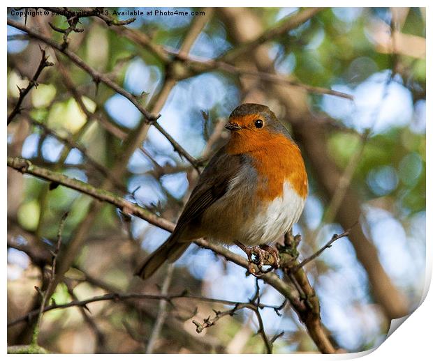 Robin 2 Print by paul neville