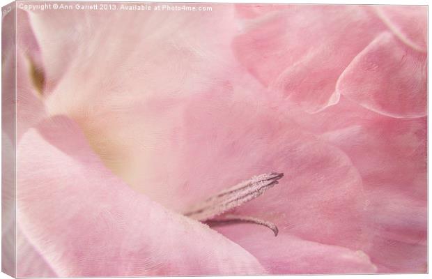 Pastel Pink Gladiolus Canvas Print by Ann Garrett