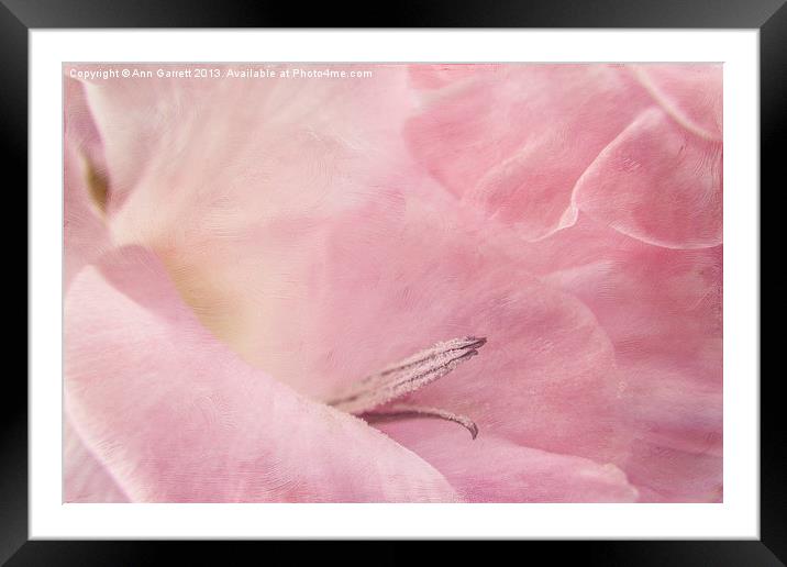 Pastel Pink Gladiolus Framed Mounted Print by Ann Garrett