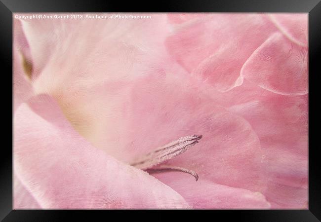 Pastel Pink Gladiolus Framed Print by Ann Garrett