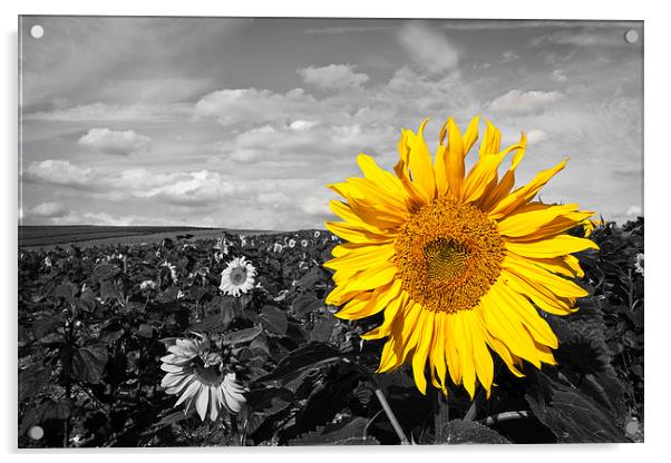 Sunflower Acrylic by Graham Custance