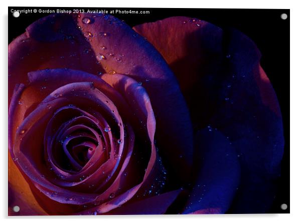 Dark Rose Acrylic by Gordon Bishop