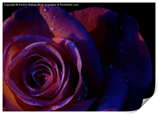 Dark Rose Print by Gordon Bishop