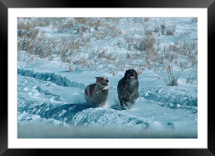 Red and Blue Heelers running in snow Framed Mounted Print by Patti Barrett