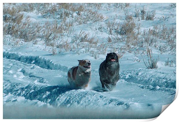 Red and Blue Heelers running in snow Print by Patti Barrett