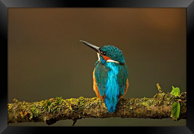 Kingfisher Framed Print by Paul Scoullar