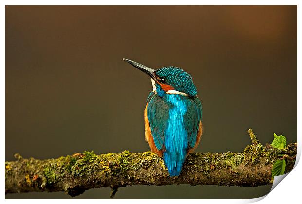 Kingfisher Print by Paul Scoullar
