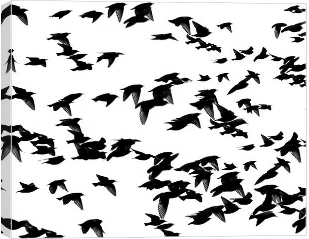 Starlings Canvas Print by Victor Burnside