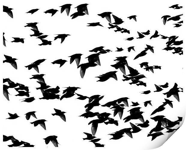 Starlings Print by Victor Burnside