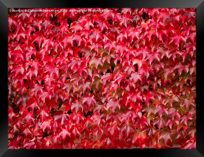 Boston Ivy in Autumn Framed Print by Elizabeth Debenham