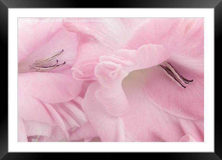 Soft Pink Glads Framed Mounted Print by Ann Garrett
