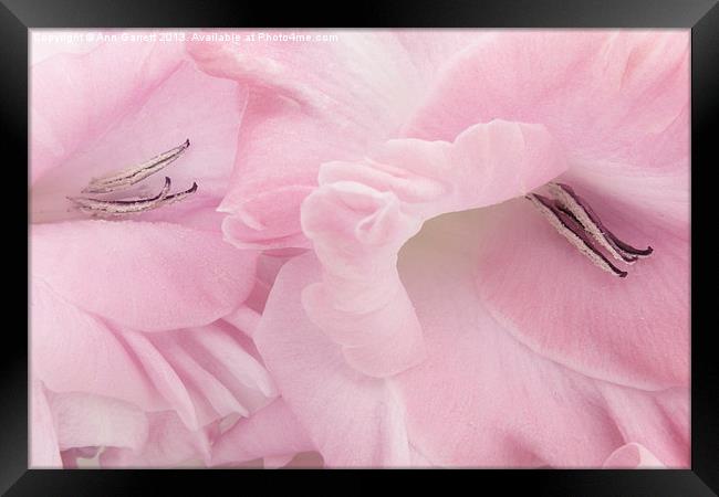 Soft Pink Glads Framed Print by Ann Garrett