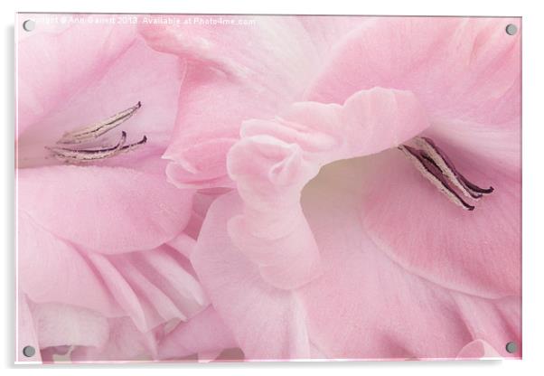 Soft Pink Glads Acrylic by Ann Garrett