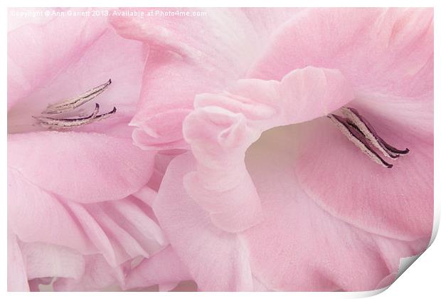 Soft Pink Glads Print by Ann Garrett