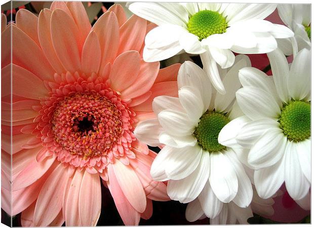 Gerbera and Daisies Canvas Print by james richmond