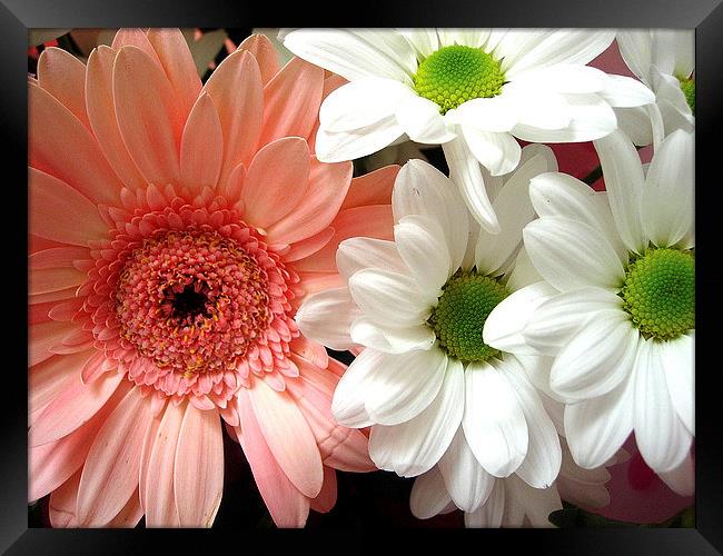 Gerbera and Daisies Framed Print by james richmond