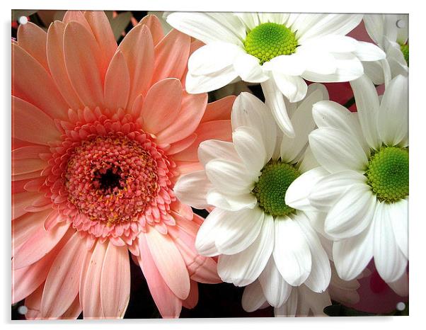 Gerbera and Daisies Acrylic by james richmond