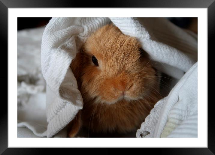 Pee a Boo and young rabbit play hide a seek Framed Mounted Print by Martin Maran
