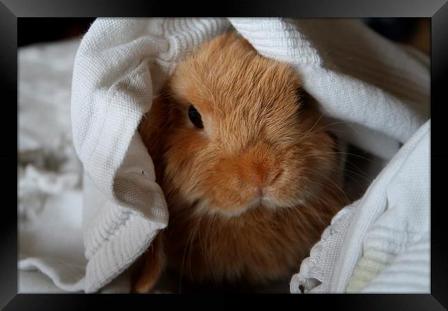 Pee a Boo and young rabbit play hide a seek Framed Print by Martin Maran