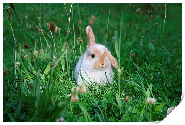 Rabbit in a clover field Print by Martin Maran