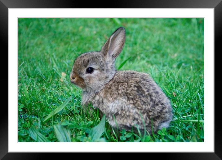 Rabbit in a clover field Framed Mounted Print by Martin Maran
