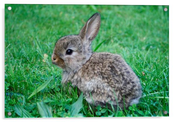 Rabbit in a clover field Acrylic by Martin Maran