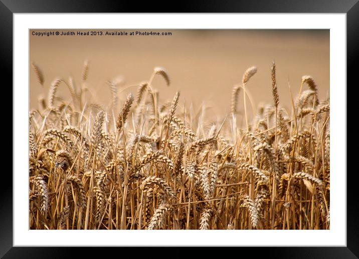 Awaiting The Harvest Framed Mounted Print by Judith Head