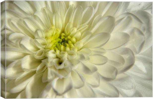 White Chrysanthemum Canvas Print by Sarah Couzens