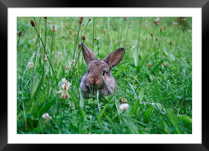 Rabbit in a clover field Framed Mounted Print by Martin Maran